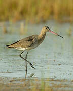 Black-tailed Godwit