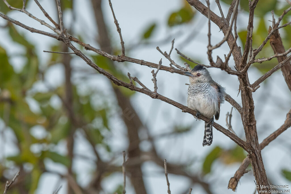 Rufous-winged Antshrike