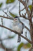 Rufous-winged Antshrike