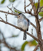 Rufous-winged Antshrike