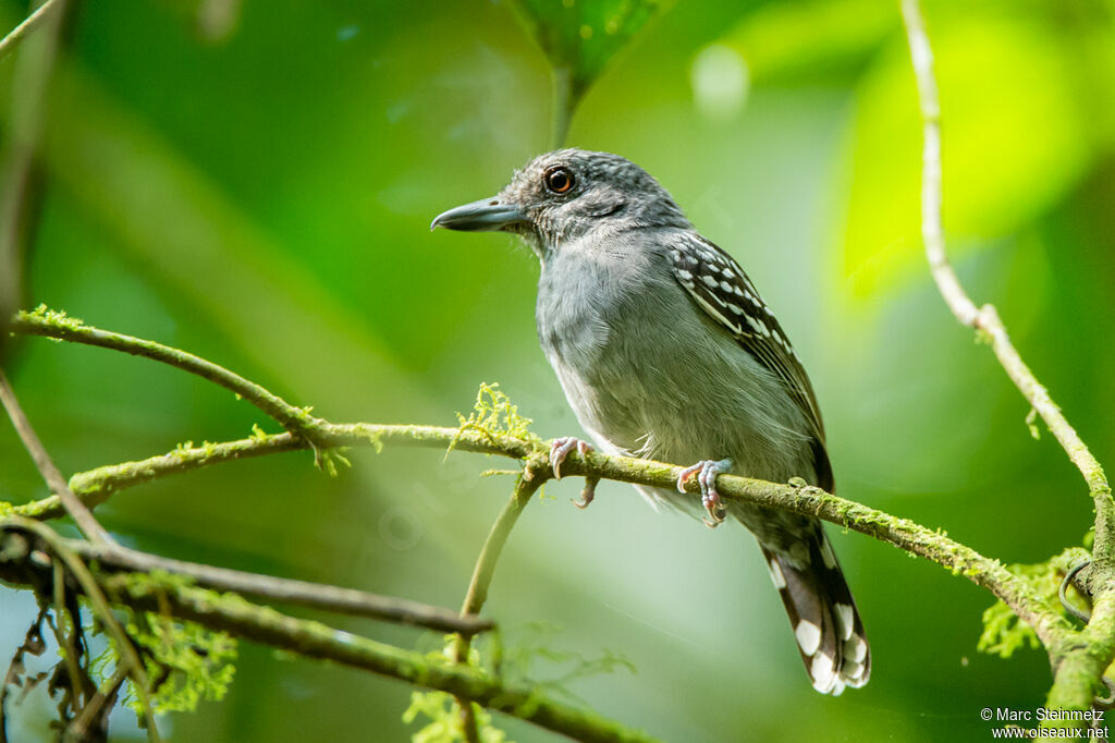 Black-crowned Antshrike male