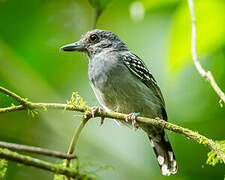 Black-crowned Antshrike