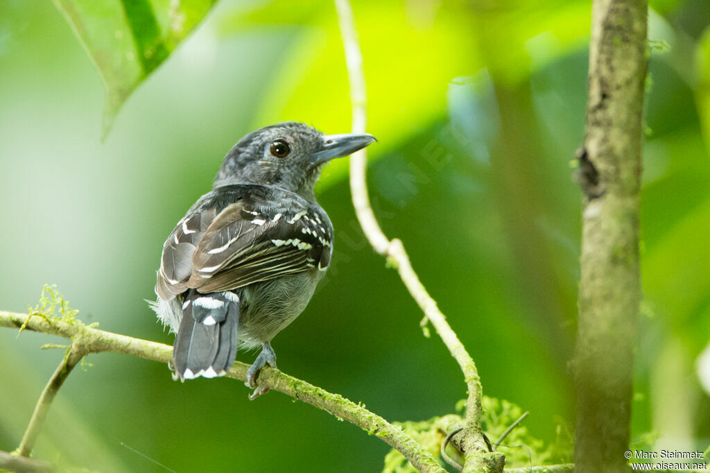 Black-crowned Antshrike