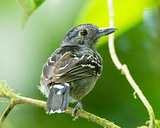 Black-crowned Antshrike