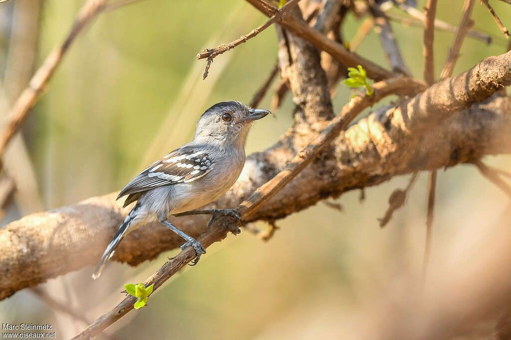 Batara de Pelzeln mâle adulte, identification