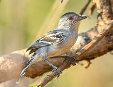 Planalto Slaty Antshrike