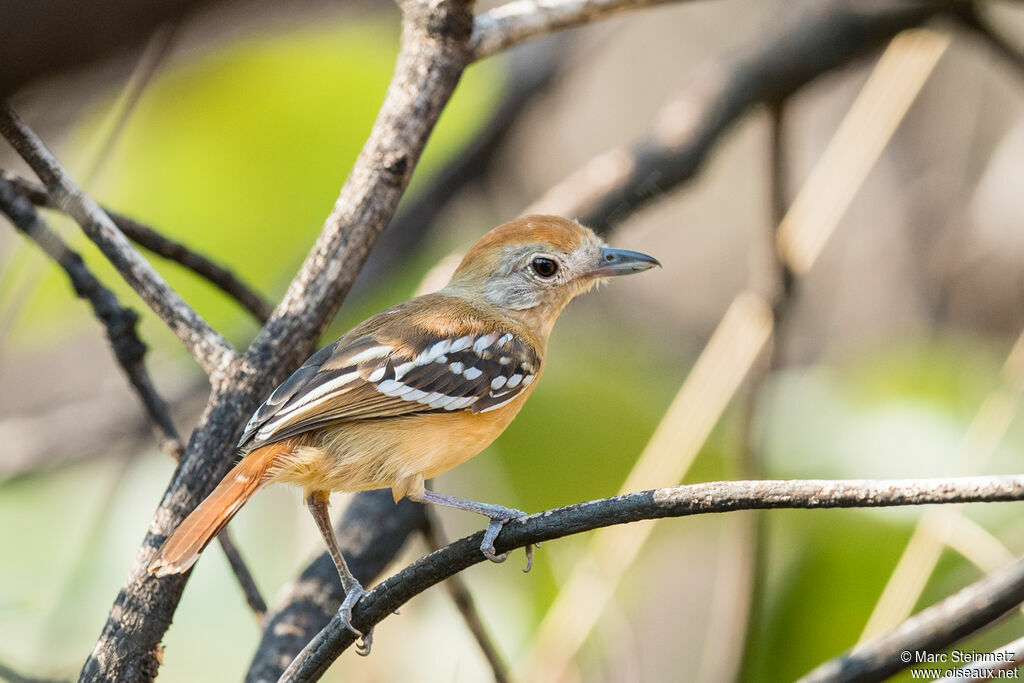 Planalto Slaty Antshrike female