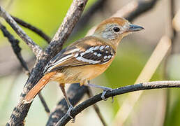 Planalto Slaty Antshrike