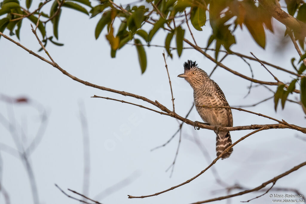 Barred Antshrike