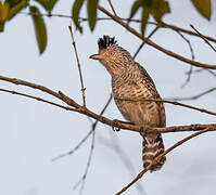 Barred Antshrike