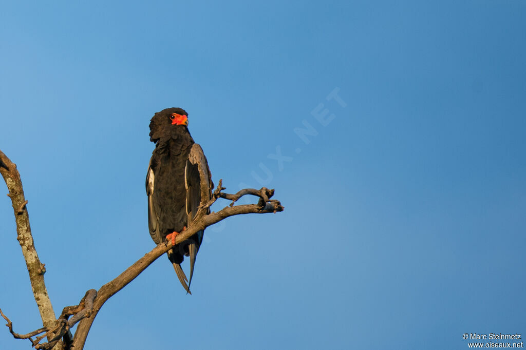 Bateleur des savanes