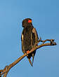 Bateleur des savanes