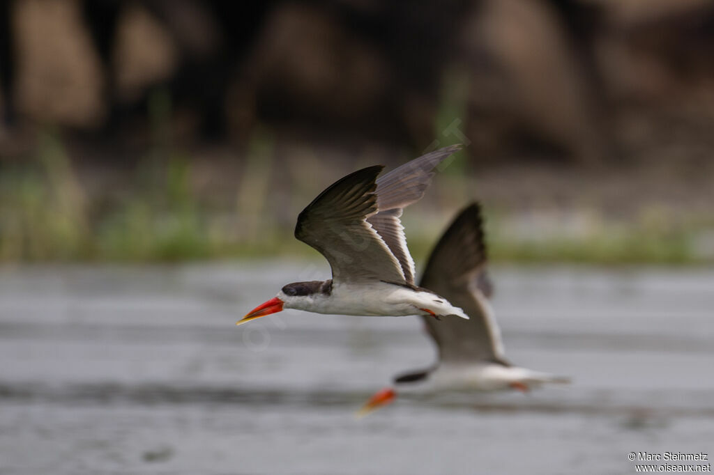 African Skimmer