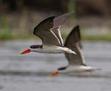 African Skimmer