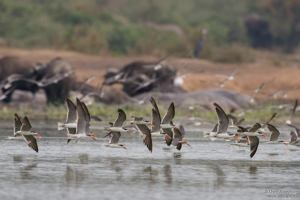 African Skimmer