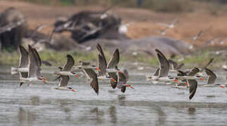 African Skimmer