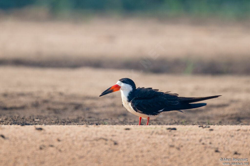 Black Skimmer