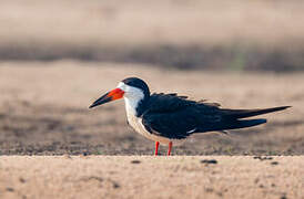 Black Skimmer