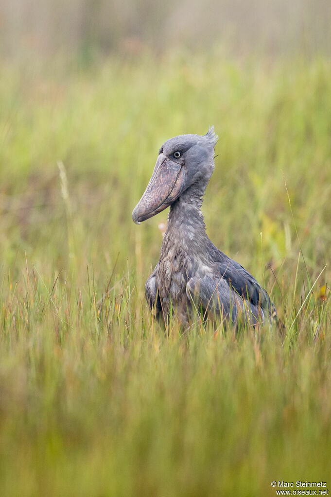 Shoebill