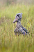 Shoebill