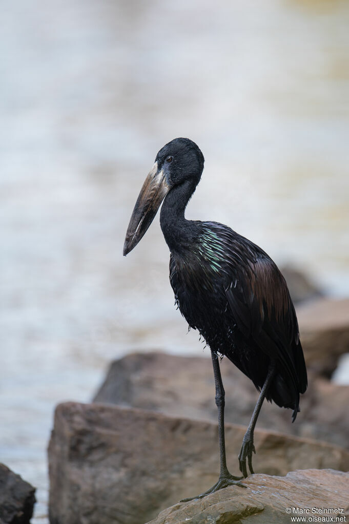 African Openbill