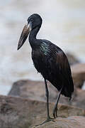 African Openbill