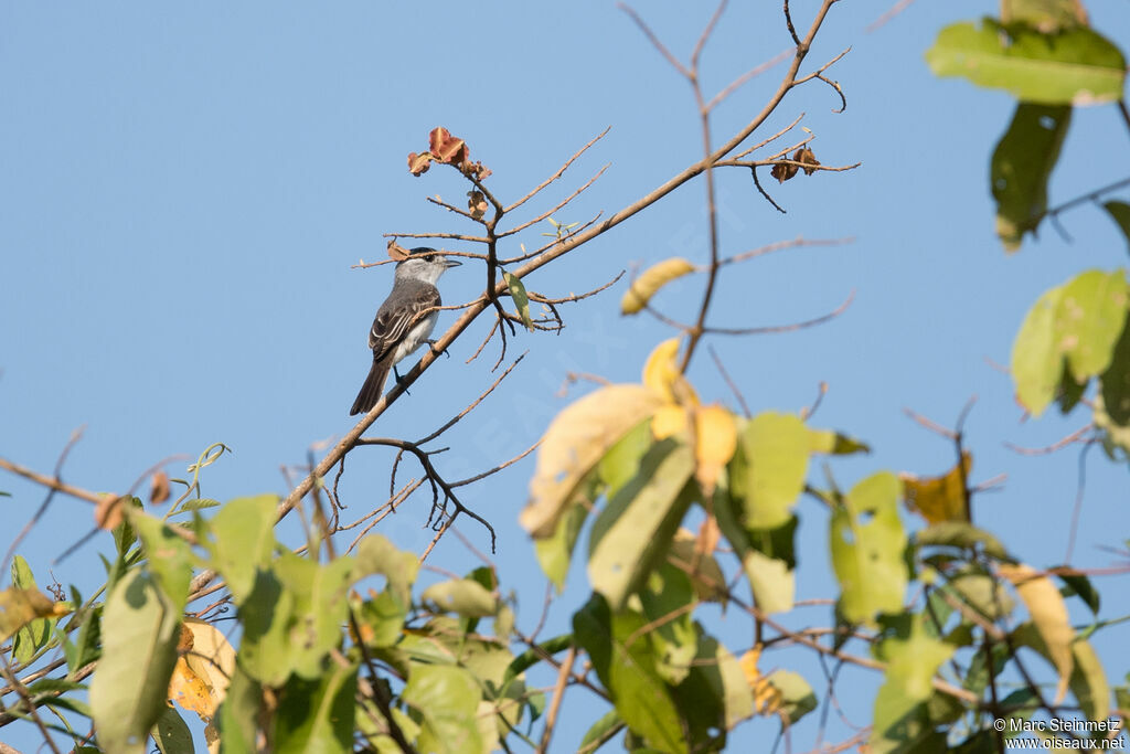 White-naped Xenopsaris
