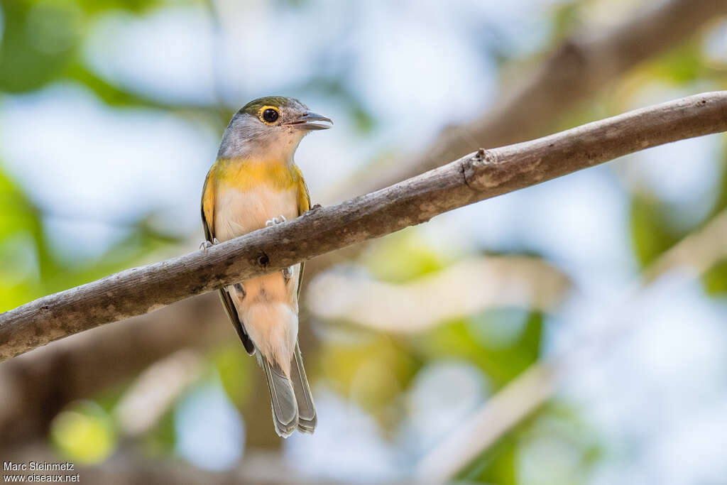 Green-backed Becard female, close-up portrait