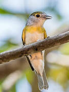 Green-backed Becard