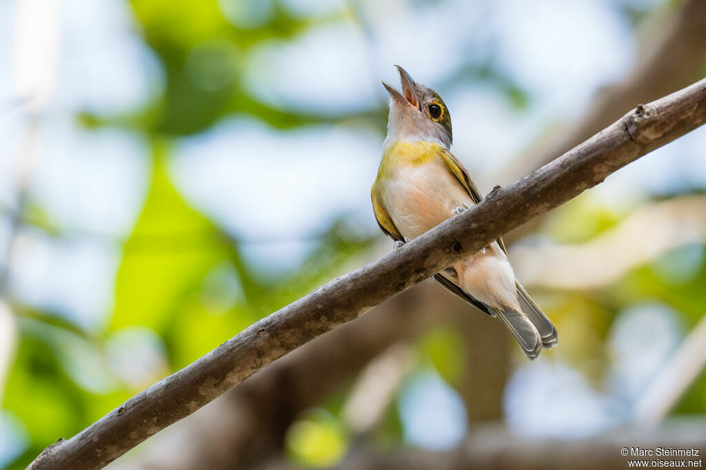 Green-backed Becard