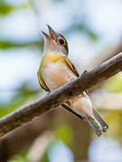 Green-backed Becard