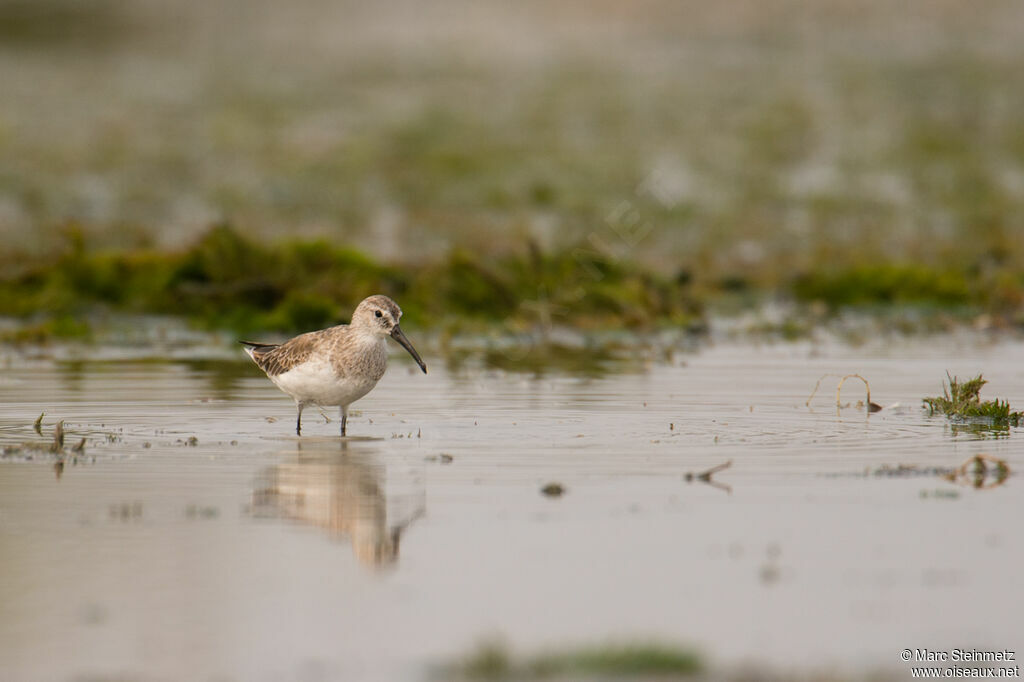 Curlew Sandpiper