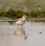 Curlew Sandpiper