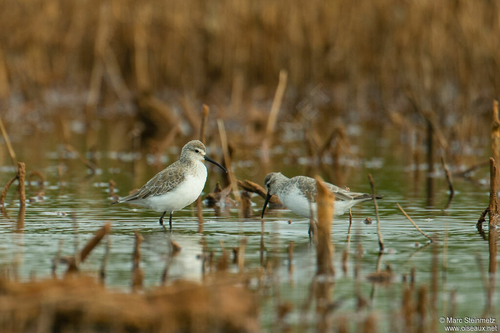 Curlew Sandpiper