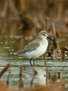 Curlew Sandpiper