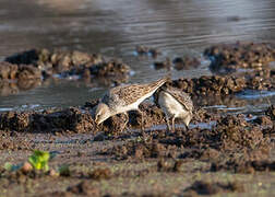 White-rumped Sandpiper