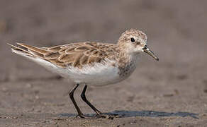 Little Stint