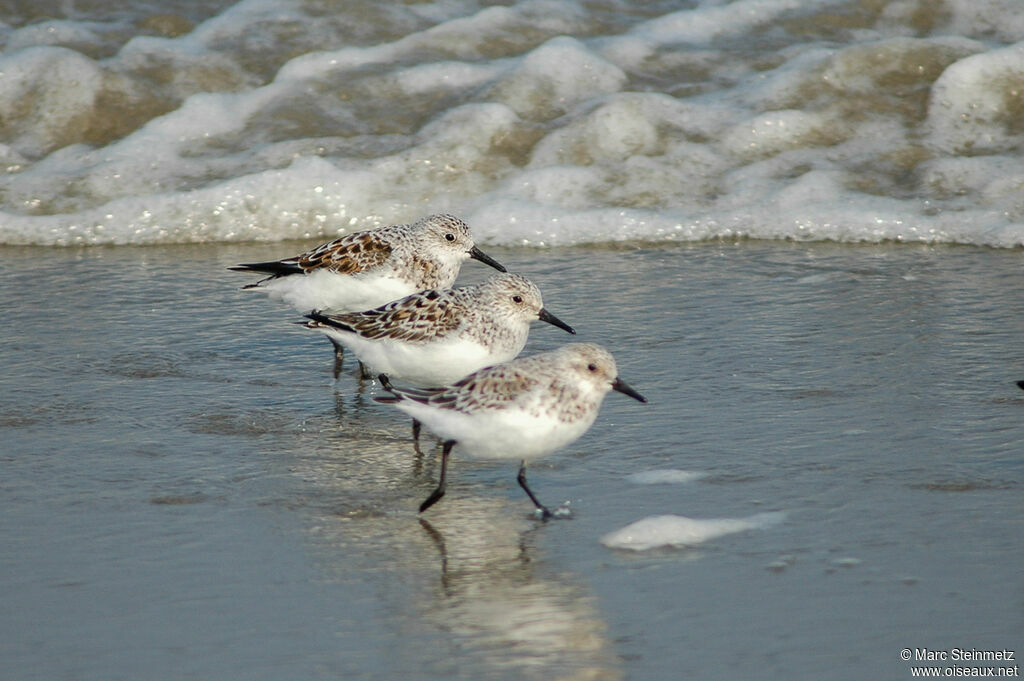 Sanderling