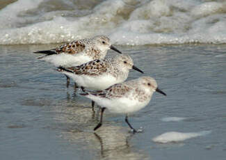 Bécasseau sanderling