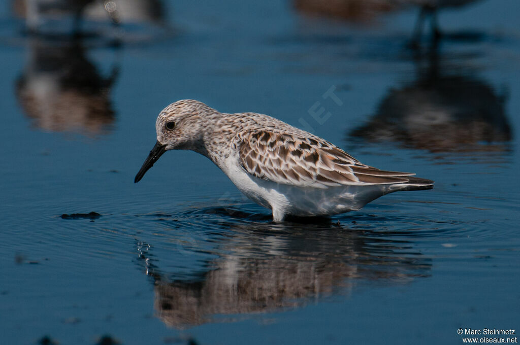 Sanderling