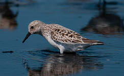 Bécasseau sanderling