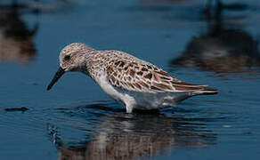 Sanderling