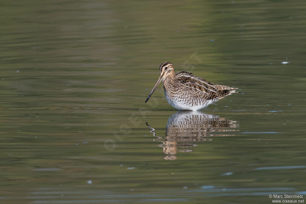 Common Snipe