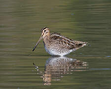 Common Snipe