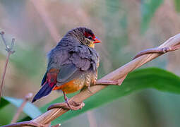 Orange-breasted Waxbill