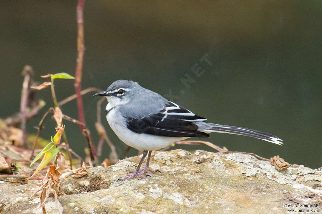 Mountain Wagtail