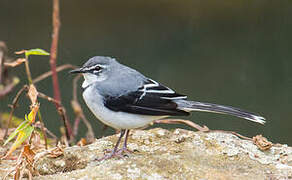 Mountain Wagtail