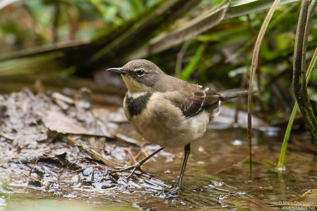 Cape Wagtail