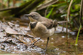 Cape Wagtail