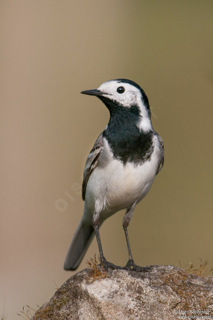 White Wagtail